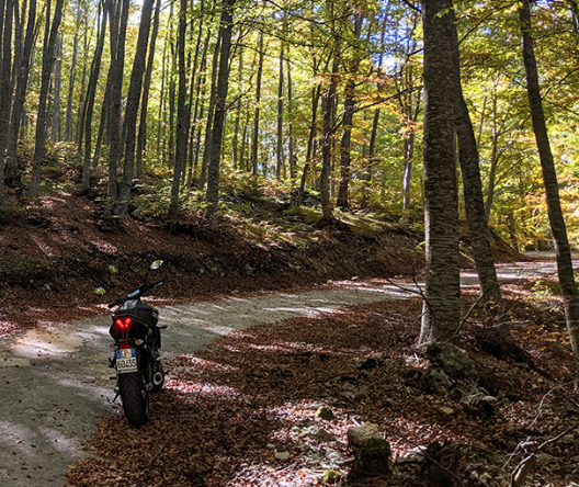Photo of motorcycle on a path in the woods