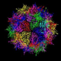 21MML009_AAV2_Ribbon_Diagram